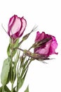 Pink Lisianthus flower Royalty Free Stock Photo