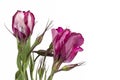 Pink Lisianthus flower on a white Royalty Free Stock Photo