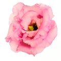 Pink lisianthus flower on white background Royalty Free Stock Photo