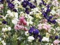 Pink lisianthus, rose-like flower