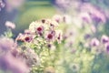 Pink little chrysanthemum grows on a Bush in the garden. Lovely little flowers for cutting on a beautiful background of