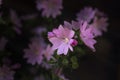 Pink little field flower on a dark background