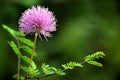 Pink little Flower with Dark Green Background