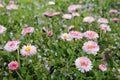 Pink little flowers - daisy Royalty Free Stock Photo