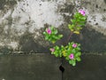 Pink little flowers growing through concrete floor