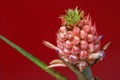 Pink little pineapple. Royalty Free Stock Photo