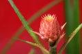 Pink little pineapple. Royalty Free Stock Photo