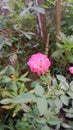 Pink Little Rose in my garden