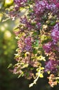 Pink little syringa flowers