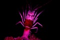 Pink lobster isolated on black alien movie looks alike
