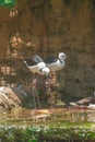 Pink long legs birds in a pond