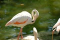 Pink long legs flamingo birds in a pond Royalty Free Stock Photo