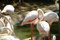 Pink long legs flamingo birds in a pond Royalty Free Stock Photo