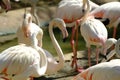 Pink long legs flamingo birds in a pond Royalty Free Stock Photo