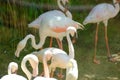 Pink long legs flamingo birds in a pond Royalty Free Stock Photo