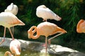 Pink long legs flamingo birds in a pond Royalty Free Stock Photo