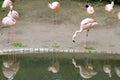 Flamingo birds in a pond in the zoo Royalty Free Stock Photo