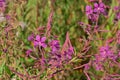 Pink loosestrife flowers closeup - Lythrum salicaria