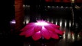 Pink Lotos Flower Openning and close. Floral Magic Timelaps. Romatic water lily in the dark