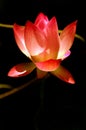 Pink Lotus