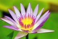 Pink Lotus Royalty Free Stock Photo