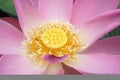 Pink Lotus Royalty Free Stock Photo