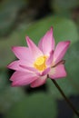 Pink Lotus Royalty Free Stock Photo