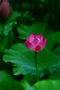 Pink lotus