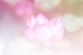 Beautiful Pink lotus background image select focus