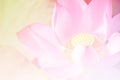 Pink lotus background image select focus