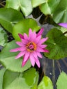 The beautiful lotus flower is blooming with bees and bugs in the pond. Top view of lotus. Royalty Free Stock Photo