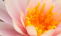 pink lotus Royalty Free Stock Photo