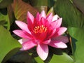 Beautiful pink lotus flower with green leaves in the pond. Royalty Free Stock Photo