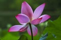 Pink lotus flower Royalty Free Stock Photo