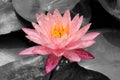 Pink lotus with a bee on black and white pond Royalty Free Stock Photo