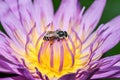 Pink lotus with bee Royalty Free Stock Photo