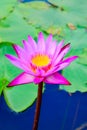 Pink Lotus are blooming beautifully