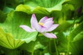 Pink lotus green leaf background china Royalty Free Stock Photo