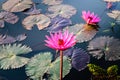 Pink lotus blooming Royalty Free Stock Photo