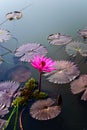 Pink lotus blooming Royalty Free Stock Photo