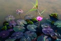 Pink lotus blooming Royalty Free Stock Photo