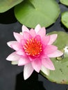 pink lotus blooming on the water surface with leaves Royalty Free Stock Photo