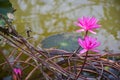 Pink lotus blooming in water Thai garden beauty nature Royalty Free Stock Photo