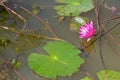 Pink lotus blooming in water Thai garden beauty nature Royalty Free Stock Photo