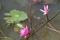 Pink lotus blooming in water Thai garden beauty nature Royalty Free Stock Photo