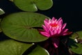 Pink lotus blossom in dirty pond with sun Royalty Free Stock Photo