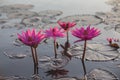 Pink lotus blossom Royalty Free Stock Photo