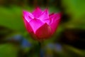 Pink lotus blossom