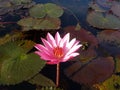 A Pink Lotus Royalty Free Stock Photo