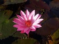 A Pink Lotus Royalty Free Stock Photo